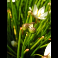 Zephyranthes Atamasco (fam Amaryllidacees) (Am. du nord) (4)